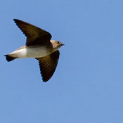 Northern Rough-winged Swallow